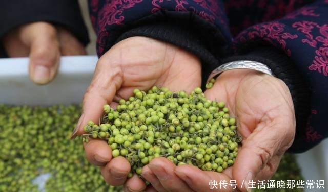 黑胡椒|黑胡椒和白胡椒有什么不同别用错了,否则还不如不放