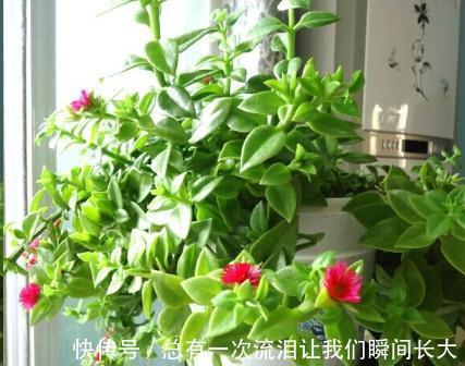 秋天6种花随便扦插都能活,生根发芽快,家里已经没空花盆啦