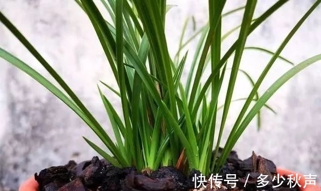 兰花夏天多久浇一次水?这样的植料,10天不浇也没问题