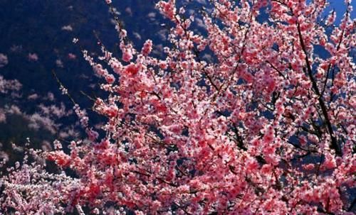 三月桃花始盛开！神农山首届花仙节开幕