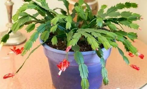 李大姐用一根“树枝”养蟹爪兰,3年养出100盆,太牛了!