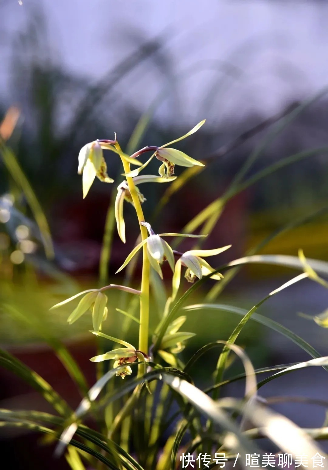 用花生种植兰花？很多人第一步就错了，正确的技巧是这样的