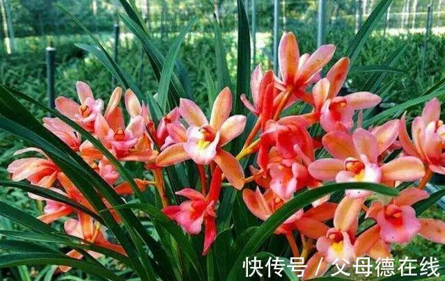 北方养兰花很困难,学会5点小妙招,叶翠绿长势好开花艳