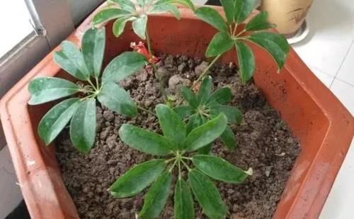 鸭掌木（八方来财）水泡出根了，怎样安全的载到盆里？