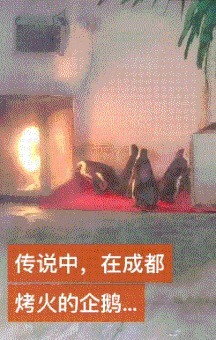 |搞笑GIF:不知道该哭还是笑 一进门看到男友偷用我的东西