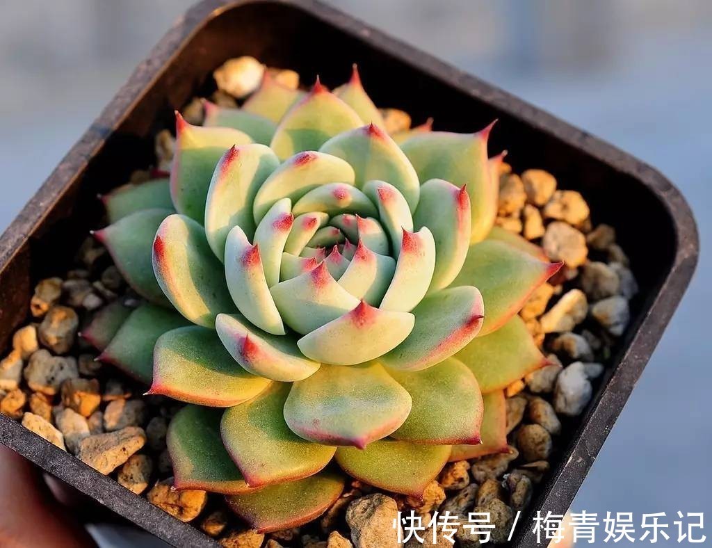 养花别再没自信了，盆栽这“4款”多肉，“随便整”都弄不死