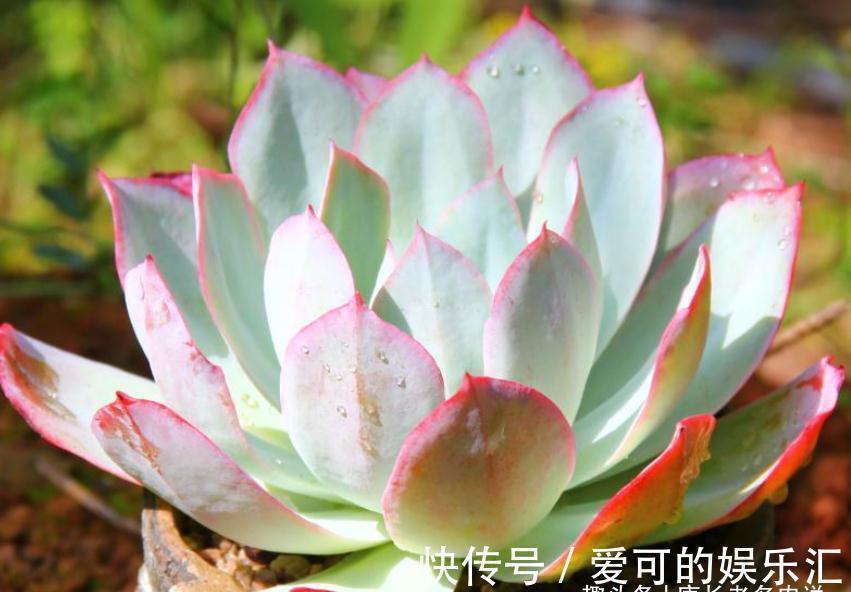 老桩|喜欢薄叶多肉,却没养过蓝光?那就像吃火锅不放香菜一样没有灵魂