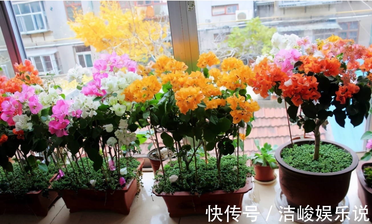 茉莉花|4款“勤花”植物,阳台盆栽几乎不用费心,开花就美极了