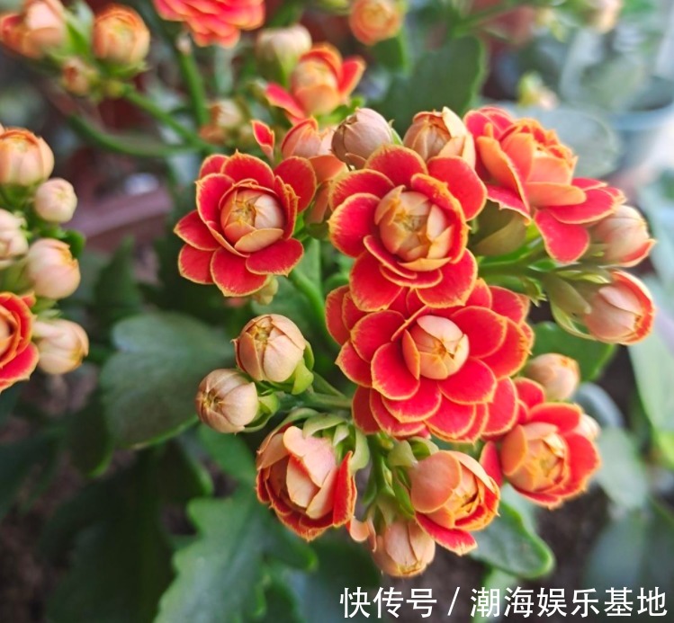 12个月各有各的花神，你出生在几月，你的花神就是它