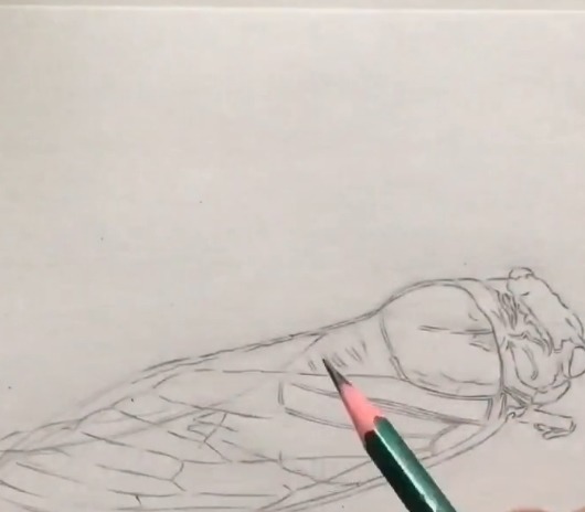 手绘!美术生手绘知了,成品很有料,而画纸裁剪后:抓住,不然飞走了