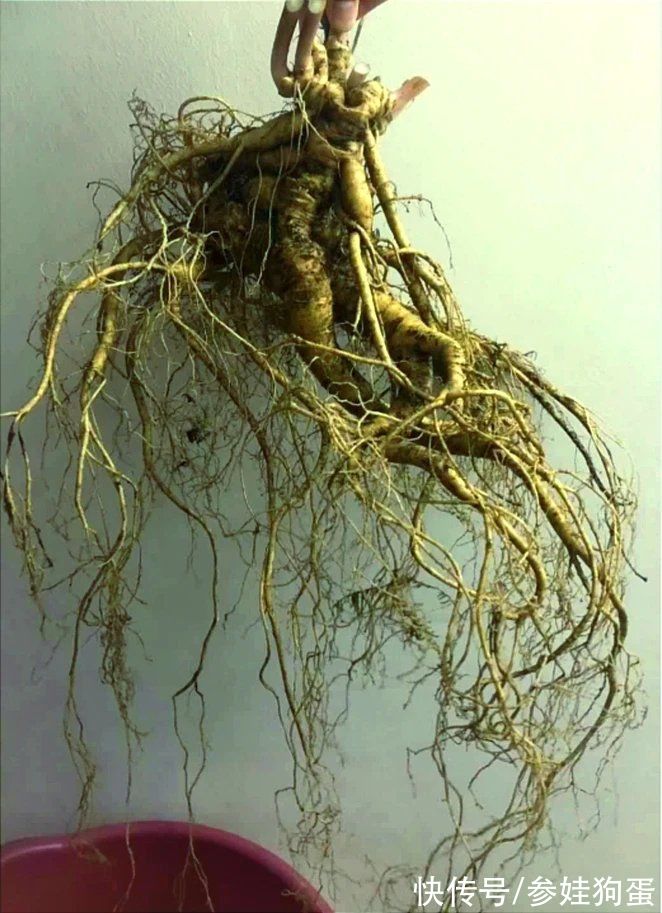 野生人参纯度鉴别