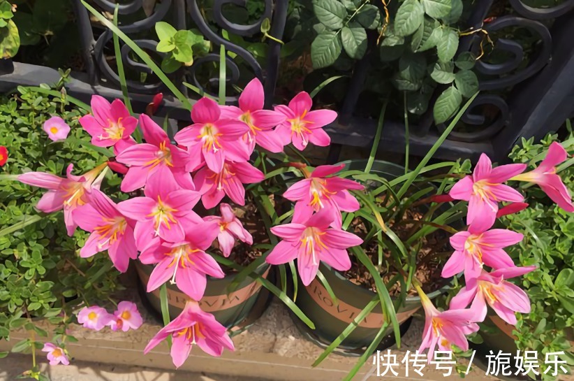 这种花似兰非兰,喜欢淋雨后开花,皮实好养易爆盆,开花多