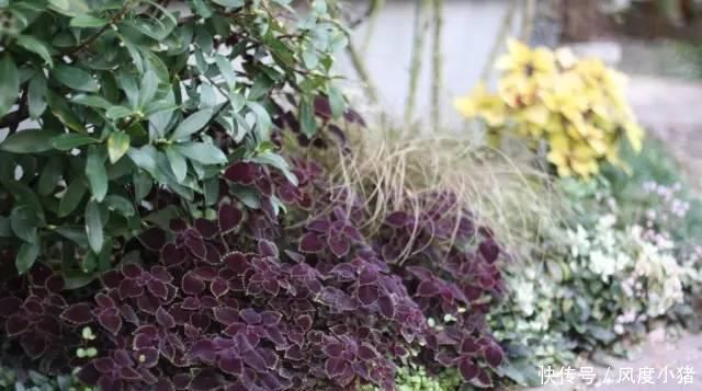 种植|家里有院子不如搞个种植池,这几样植物推荐给你