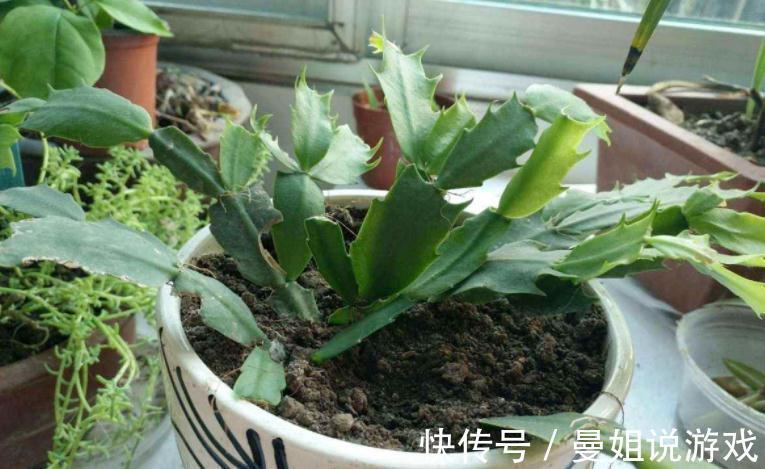 浇不对水,养不好蟹爪兰!老花匠亲授:用“筷子”就能解决难题