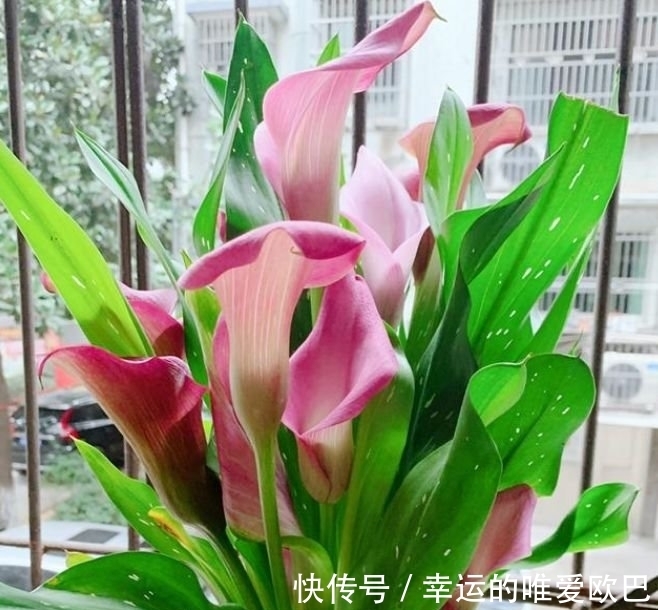 漂亮的4种花，比玫瑰好看，比绿萝好养，养一盆招财又纳福！