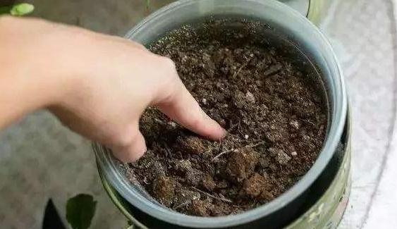 厨房里的1种垃圾别扔，养花盆里掺一点，枝叶茂盛开花艳