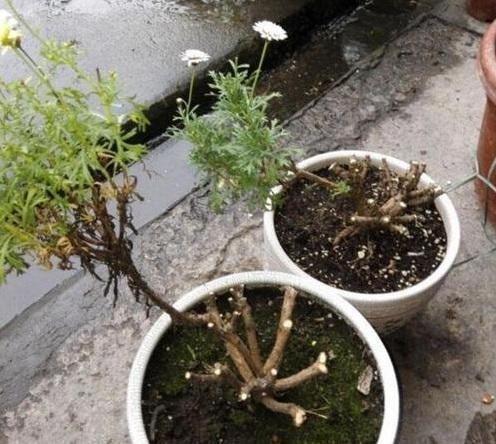 盆栽矮牵牛这么样长的快,花开的多,叶子绿油油的非常漂亮