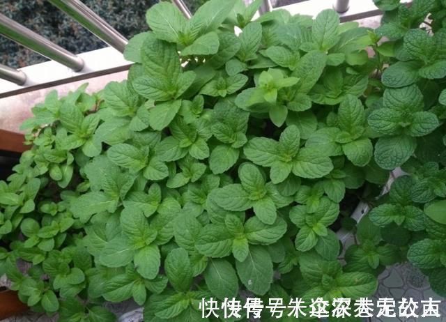 茉莉|7种花夏天爱淋雨，越淋长得越欢，多淋几次，肥料都省了