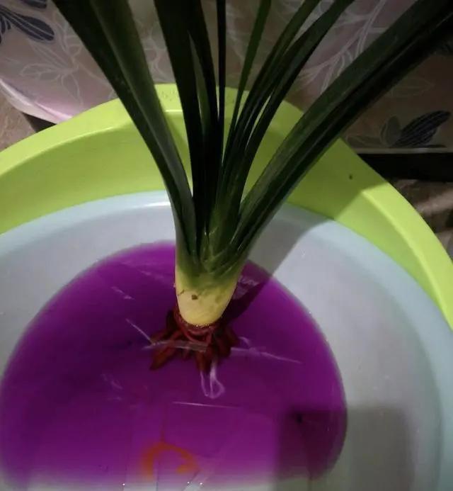 年老|养花30年老花匠的5个“小秘方”赶紧学起来再也不怕养花出问题了