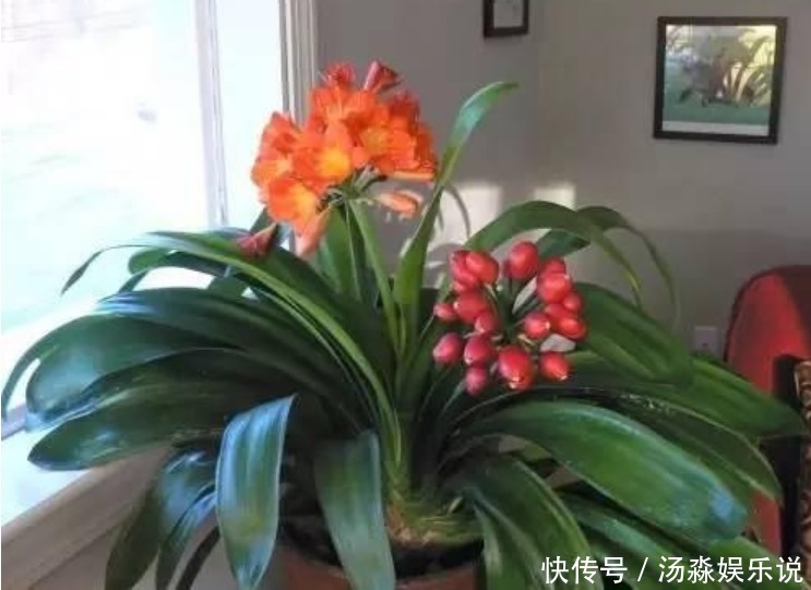 君子兰这样养,一年开花多次,掌握方法很重要!