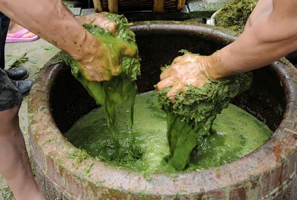 麻醉鱼|自带辣味，古代当成辣椒，如今常用于酿酒，磨碎丢水里还能麻醉鱼