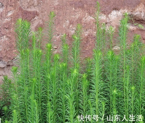 鲜叶|牛皮癣的“克星”终于找到了,是乡间随处可见的野草,你认识吗