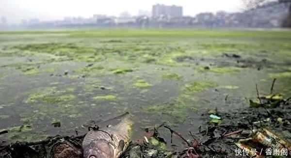 吃货|连中国吃货也束手无策的”福寿螺“,到底是被谁消灭的