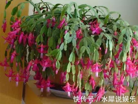 花友们|以下4种花,浇水越多死的越快,花友们要管住手了。