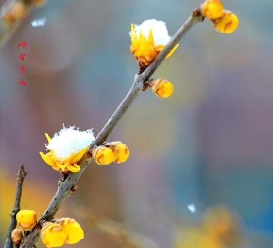 下雪才好看的3种花,想让花开的美,别早早搬入室内