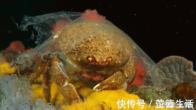 肯尼亚|塑料袋禁令正在蔓延，但不用塑料袋就真的有效吗？