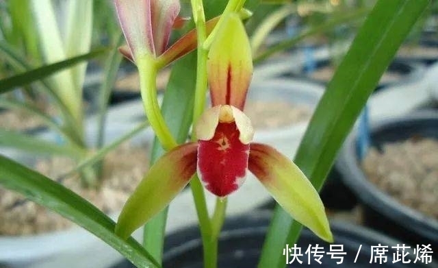 花舌|国魂兰花被誉为“四大天后”之一,开花比鸡血还红,花香迷人
