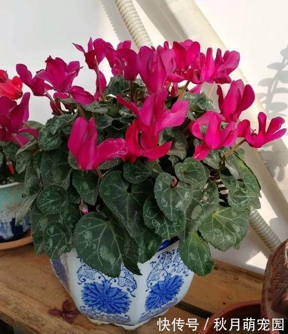 秋天|秋天养“6种花”就不可以多浇水,不然容易黄叶烂根,开花更是难