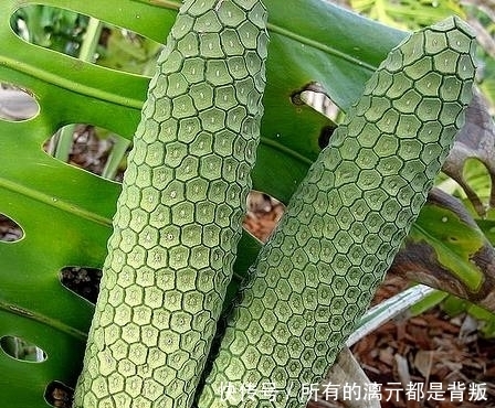 吃货|中国市场没有上市的3种水果,1个比1个奇葩,见过1种都是顶级吃货