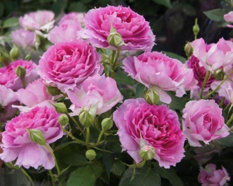 养花就养个花期长的,花大色艳,个个开花大、颜值高!