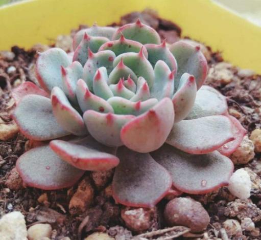 多肉变老桩，选盆不能凑合，用大盆效果差，教你不用颗粒土养好