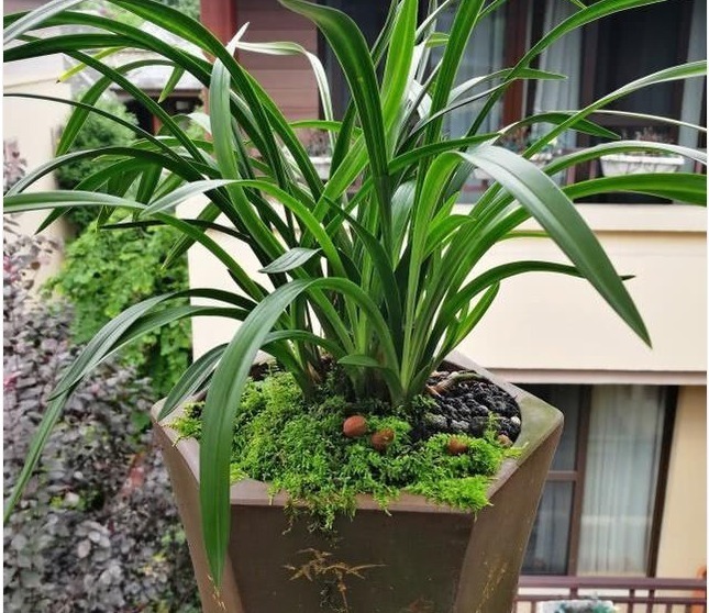 老花农养兰花,用3种植料,兰花不烂根,芽蹭蹭冒,花呼呼开