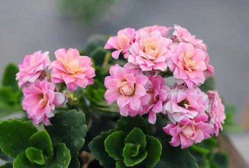 春天养长寿花,给它喂点这种猛肥,开花一团接一团