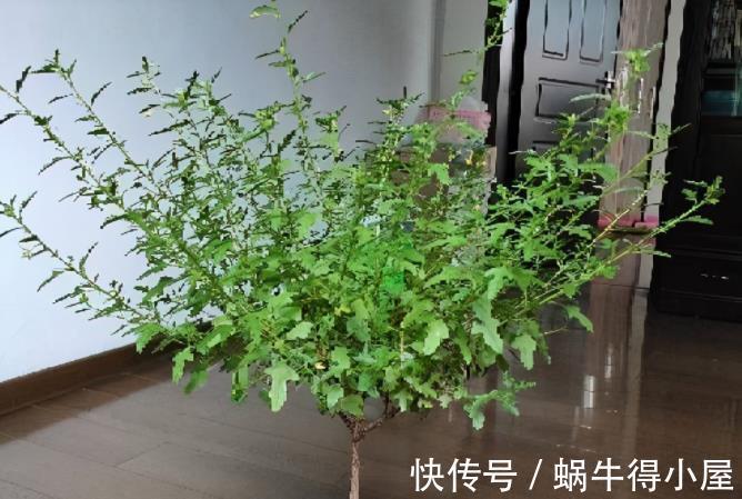 少女感|此花充满“少女感”,居家盆栽,爆盆易,四季开花不止