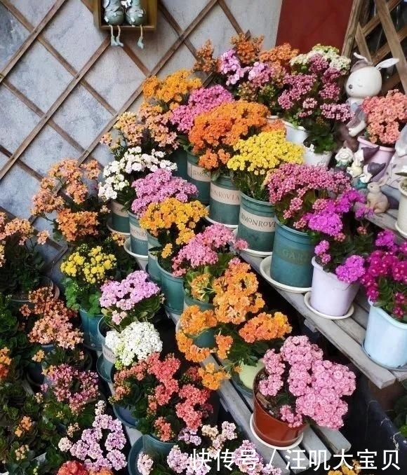 长寿花入室要“虐养”,“砍一刀”喂点水,“独苗”绽放层叠群花