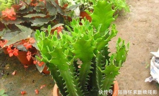 光照|龙骨还能开花养护注意这些要点,开花惊奇美艳,花团锦簇,超美