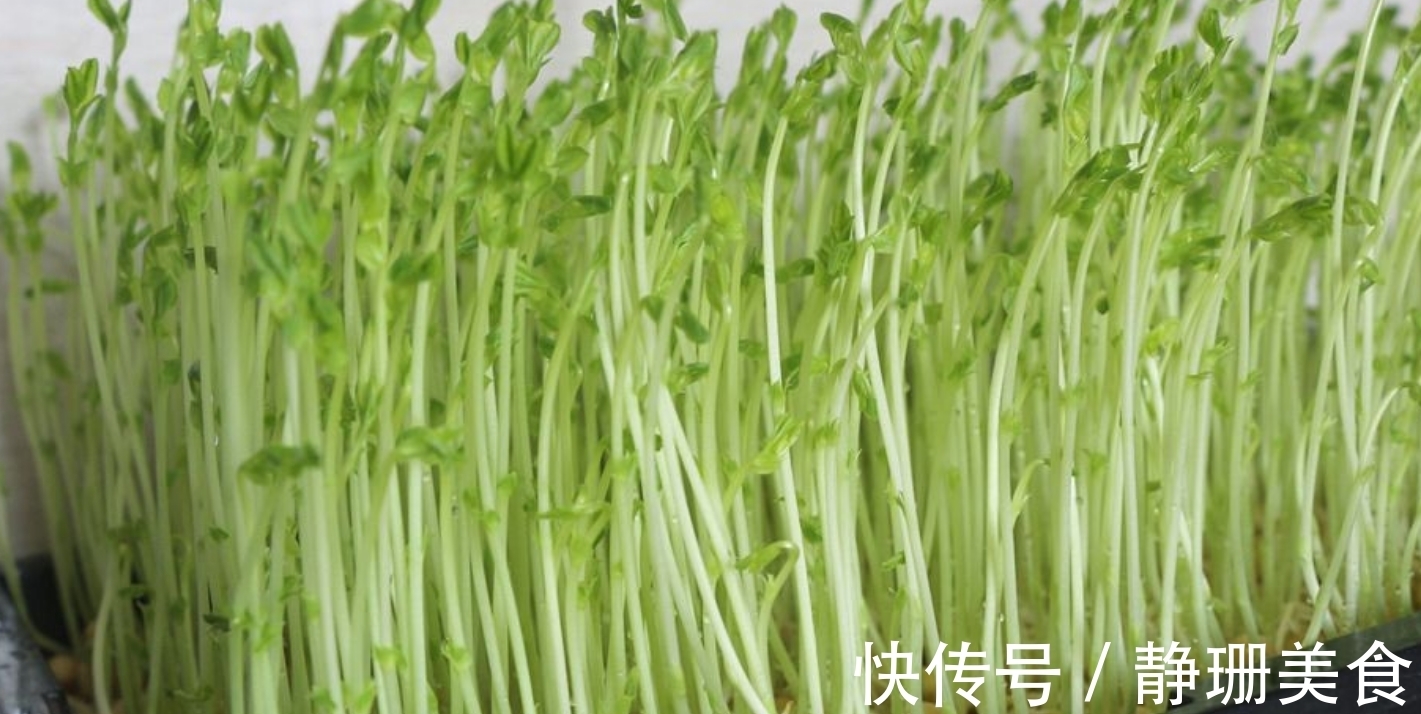 豌豆苗|豆苗5种最好吃的做法，每种都简单美味，看看你喜欢吃哪种？
