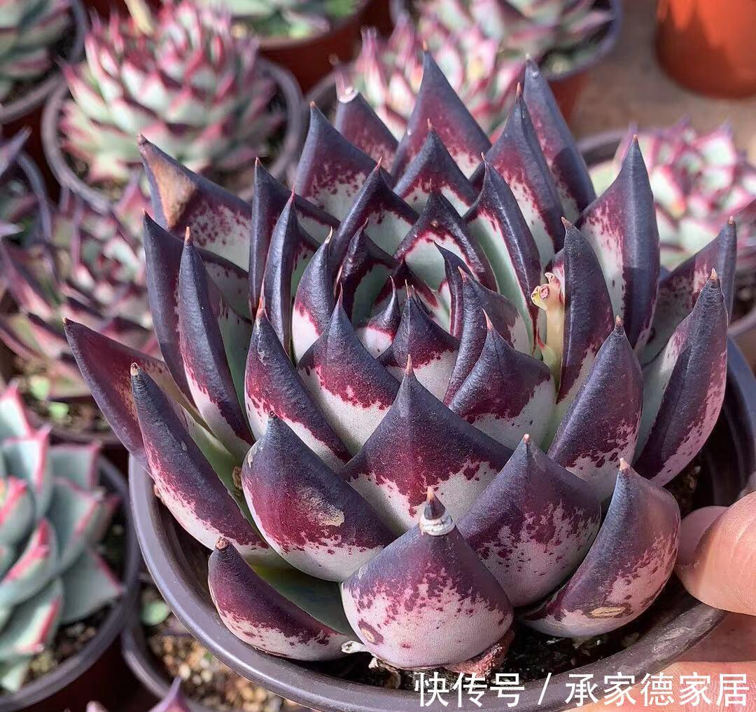 施肥|养多肉植物乌木,掌握住3点,盆栽长势越来越猛,叶肥色艳