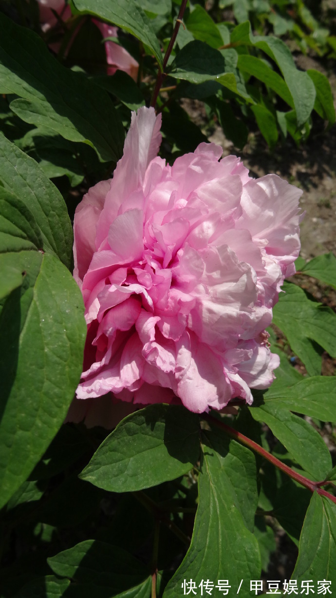 喜欢菊花,不如养盆“牡丹四大名品”赵园粉,娇艳欲滴,芳香浓郁