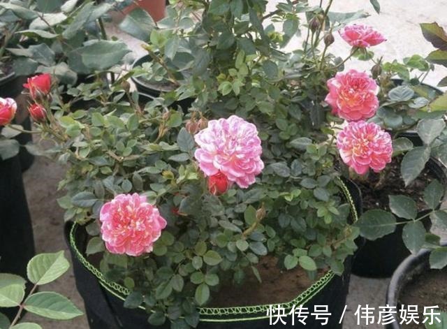 养花肥|什么“养花肥”，都不如“它”，腐熟后浇君子兰、月季，开出花！