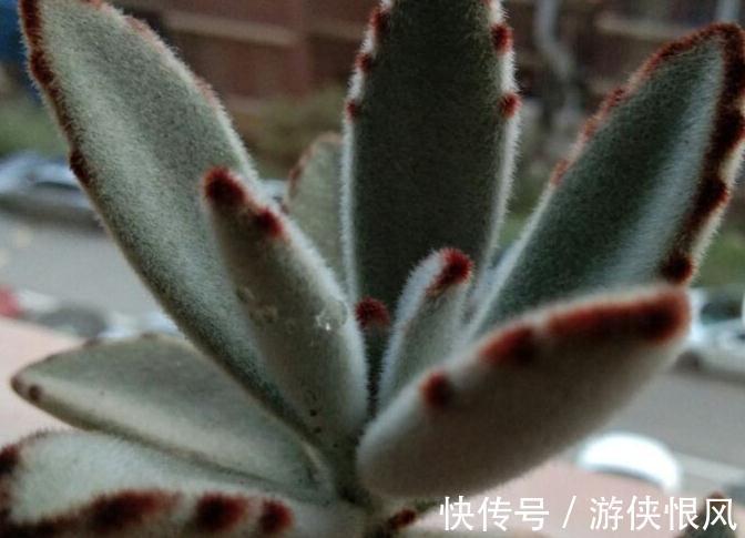 多肉僵苗具体原因是什么