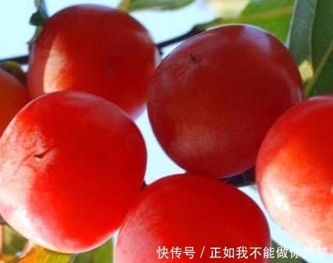  蜂蜜|庭院种此“果树”，插土就能活，果子摘不完，味道甜如蜂蜜