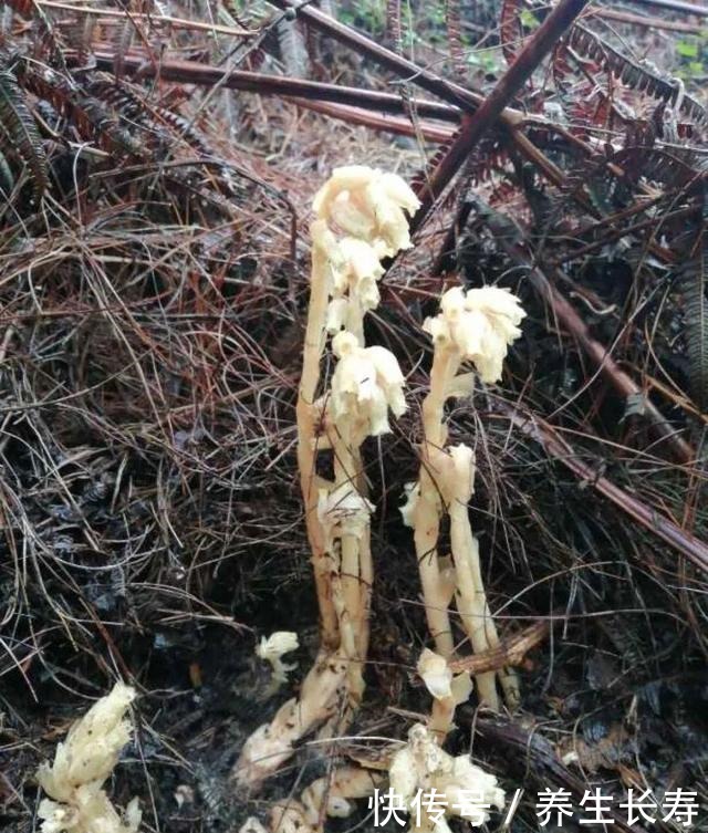 有些花名字太奇葩，叫出口太尴尬，开花却很美！