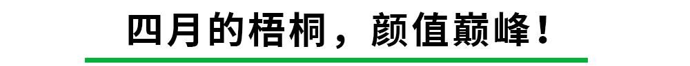 梧桐：我炸毛了！