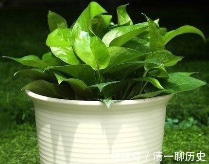 园艺|成功将仙人球叶仙嫁接一起,成品非常漂亮,园艺家出千元购买