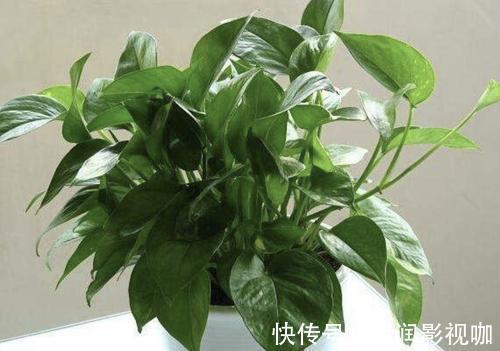 地方|家里2个地方,千万别养花,养了也搬走,可不能忽视!